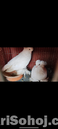 Hungarian house pigeon running pair